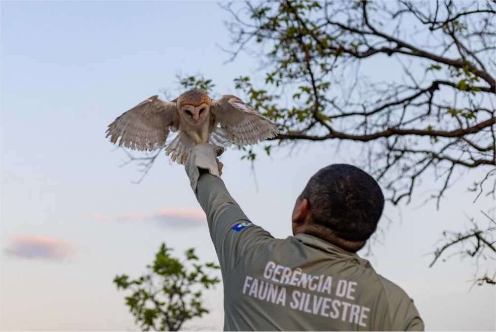 Sema recebeu mais de 1,1 mil animais silvestres resgatados em 2023