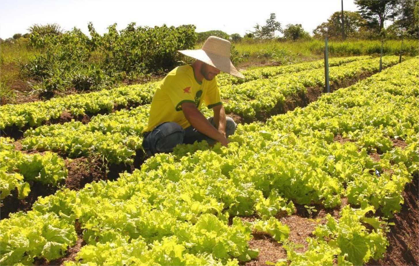 Sefaz reduz tempo para liberação de inscrição estadual de micro e produtores rurais