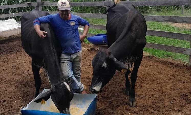 Produtores atestam alto rendimento de vacas de programa do Governo de MT: “dão 3 vezes mais leite que as outras”