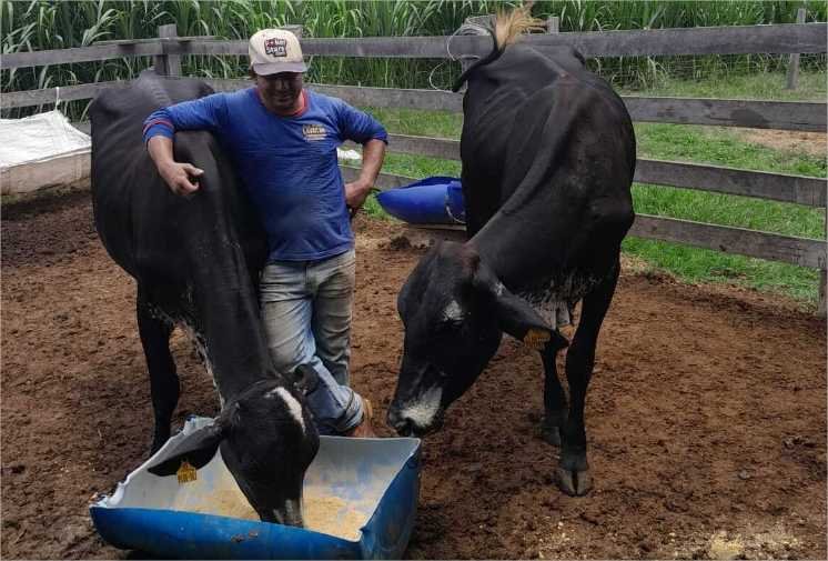 Produtores atestam alto rendimento de vacas de programa do Governo de MT: “dão 3 vezes mais leite que as outras”