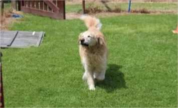 Por que os cachorros abanam o rabo?