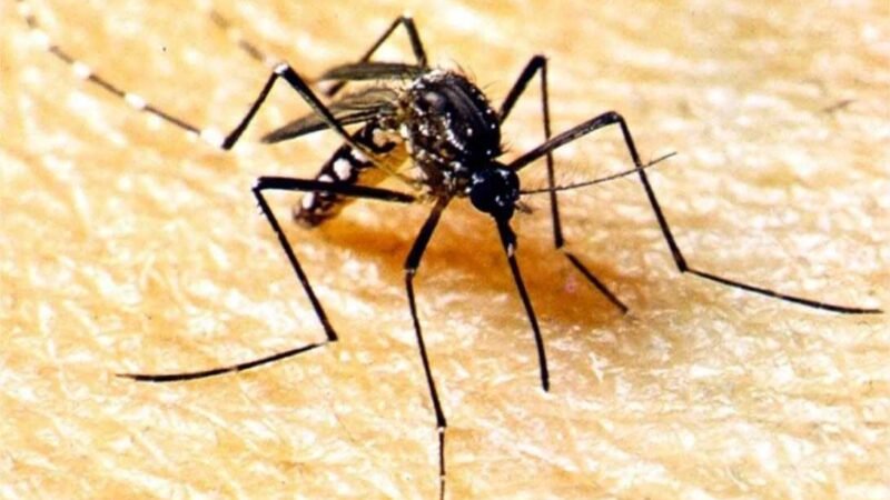Brasil ultrapassa meio milhão de casos prováveis de dengue