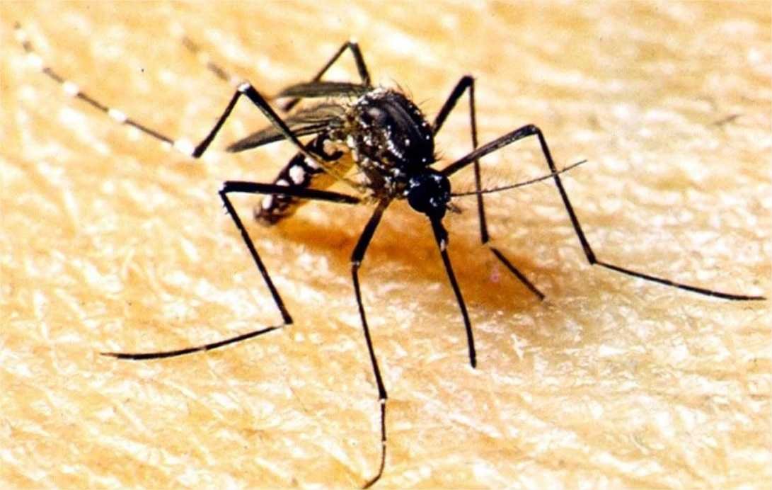 Brasil tem média de 1 milhão de casos prováveis de dengue por mês em 2024