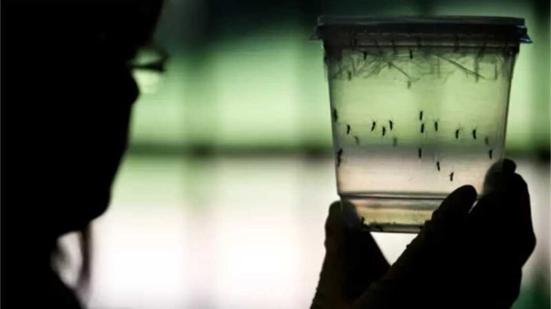 Casos de chikungunya disparam 42% em meio à epidemia de dengue
