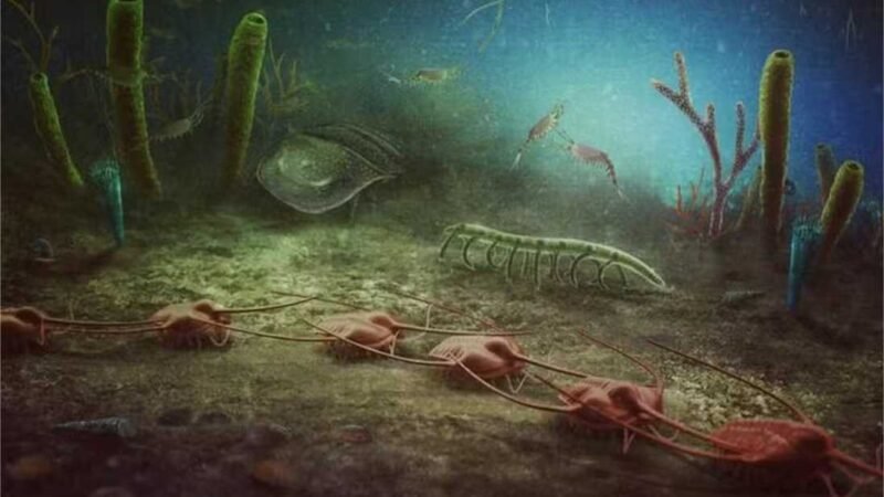 Fósseis de 470 milhões de anos são descobertos por amadores na França