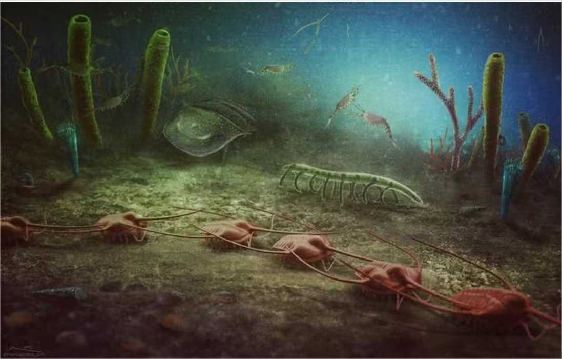 Fósseis de 470 milhões de anos são descobertos por amadores na França