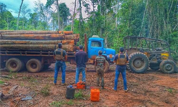 Polícia Civil desarticula ponto utilizado por criminosos para extração ilegal de madeira em Querência