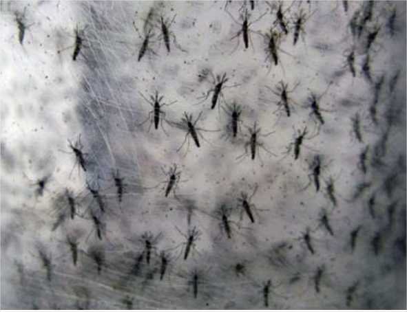 Mato Grosso fica novamente fora da lista dos estados que vão receber vacina contra dengue