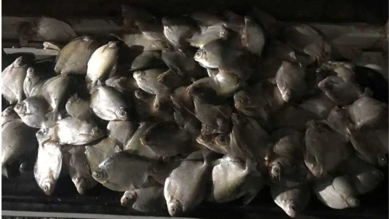 PM e Sema apreendem 27 quilos de pescado irregular; suspeito é multado em R$ 7,8 mil