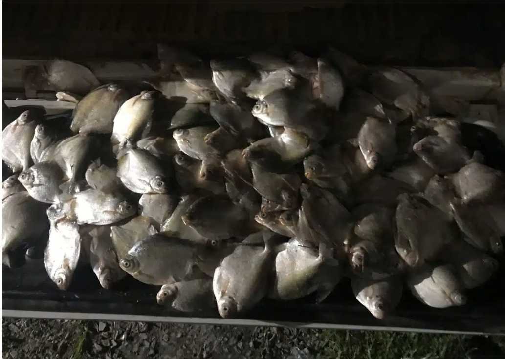 PM e Sema apreendem 27 quilos de pescado irregular; suspeito é multado em R$ 7,8 mil