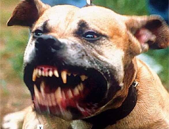 Menino de 1 ano mexe com pitbull no portão e sofre lesões no rosto