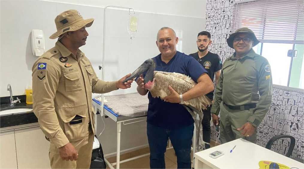 Tuiuiú resgatado com ferimento de bala pela Sema é devolvido à natureza após cuidados veterinários