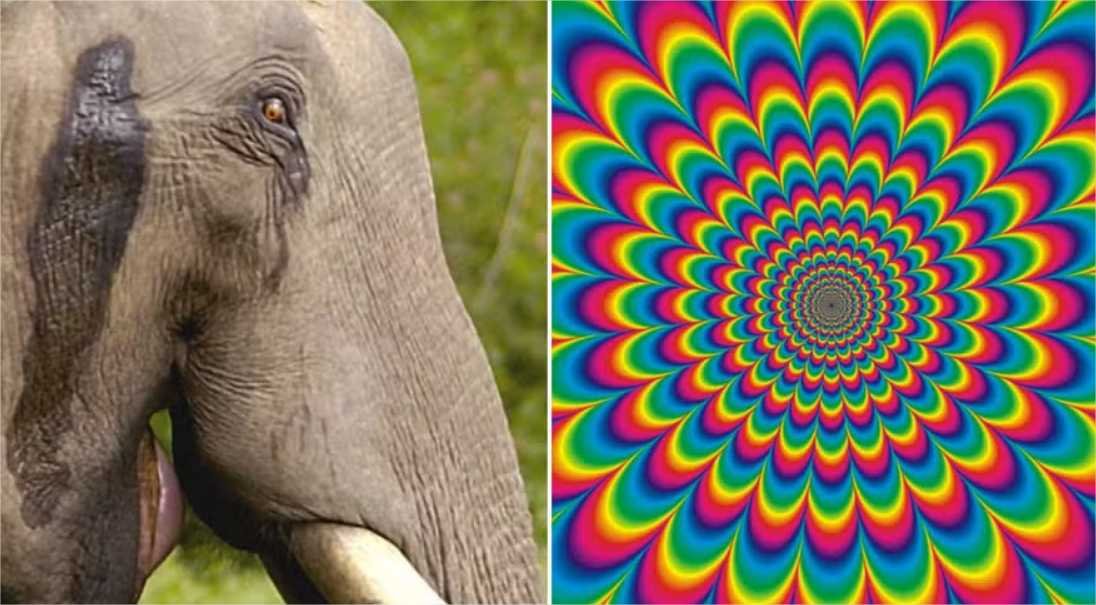 A trágica história do elefante que recebeu a maior dose de LSD do mundo