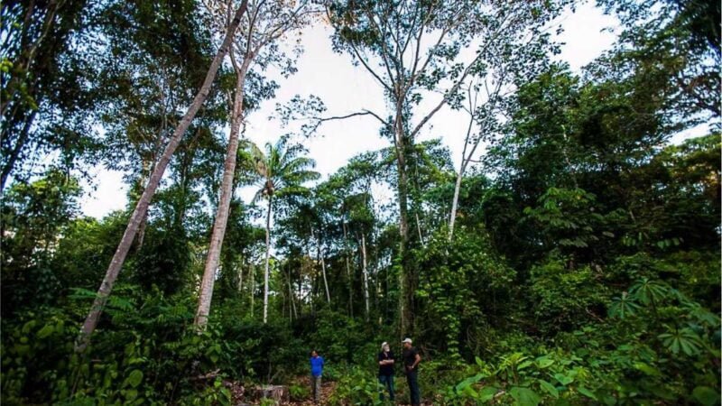 Incluído no Plano Safra, setor de base florestal trabalha para ativar linhas de crédito