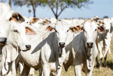 Mato Grosso se mantém na liderança com maior rebanho do país
