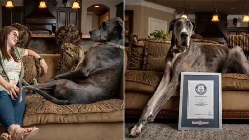 Morre Zeus, o cachorro mais alto do mundo; conheça sua história