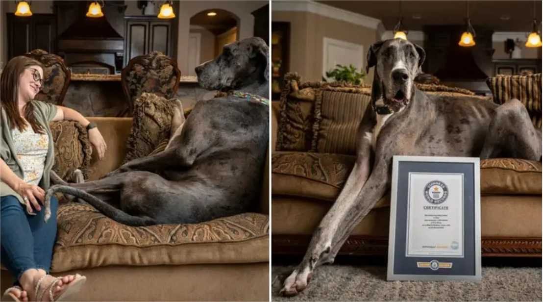 Morre Zeus, o cachorro mais alto do mundo; conheça sua história