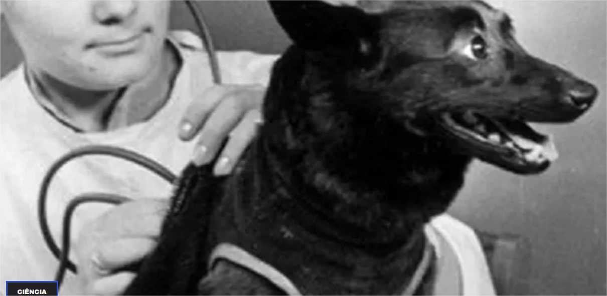 Chernushka: a cachorra que abriu as portas para o homem conquistar o espaço