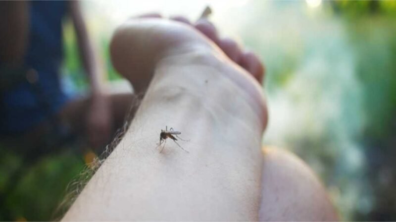 Brasil registrou média de 19,7 mil casos de dengue por dia entre 1º de janeiro e 8 de março