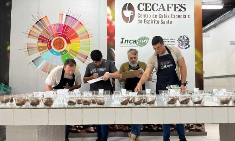 Pesquisa identifica os melhores clones de café para produção em Mato Grosso