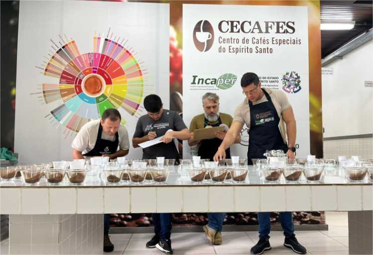 Pesquisa identifica os melhores clones de café para produção em Mato Grosso