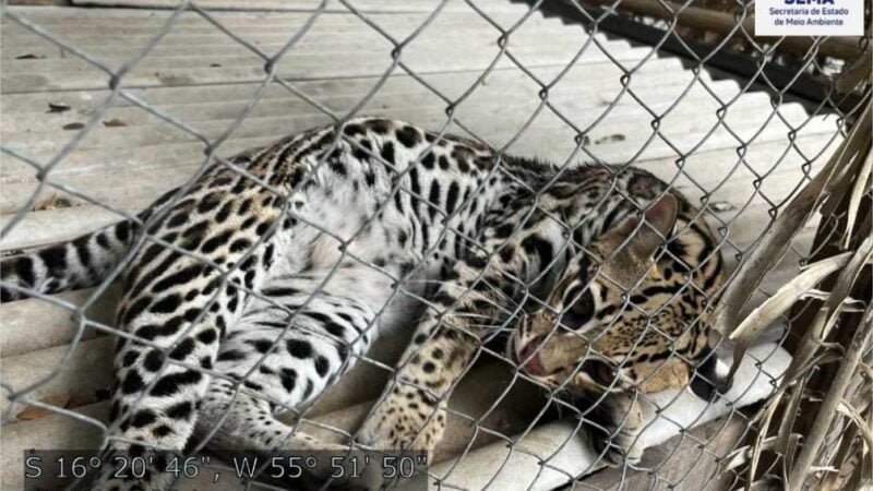 Jaguatiricas serão enviadas pela Sema-MT para projeto de conservação no Tocantins