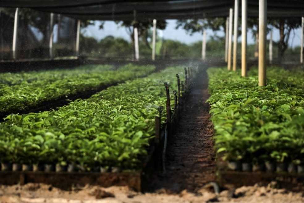 300 mil mudas de café produzidas em parceria entre Governo e Prefeitura de Colniza são distribuídas a municípios