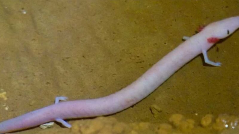 Anfíbios cegos são vistos fora de caverna e surpreendem pesquisadores