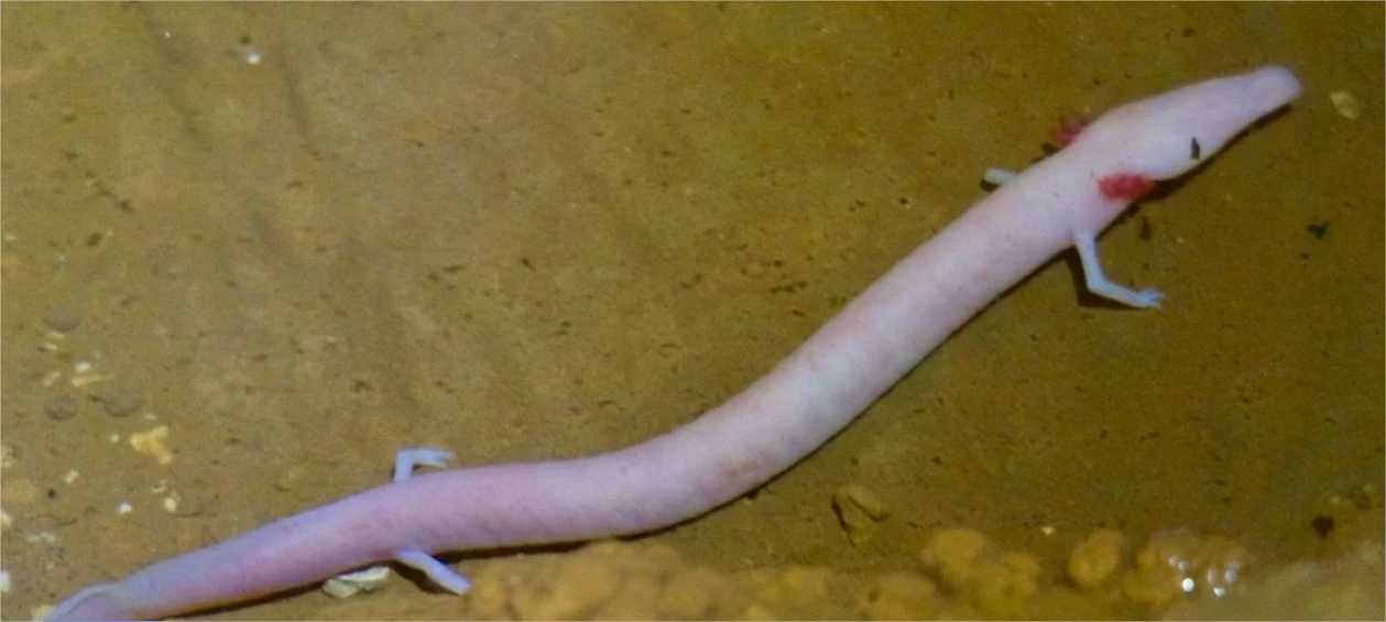 Anfíbios cegos são vistos fora de caverna e surpreendem pesquisadores