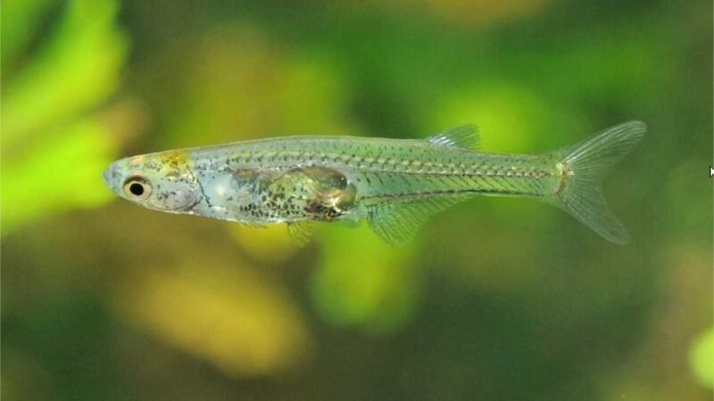 Um dos menores peixes do mundo emite um som tão alto quanto um tiro