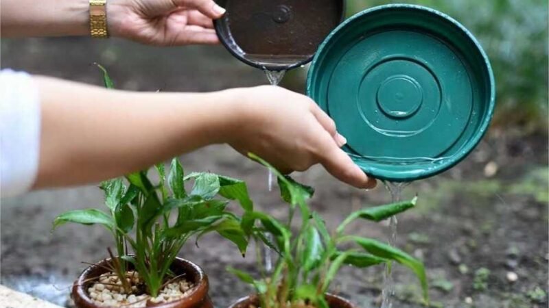 SES orienta municípios a intensificarem combate ao mosquito da dengue; 59 estão em situação de alerta