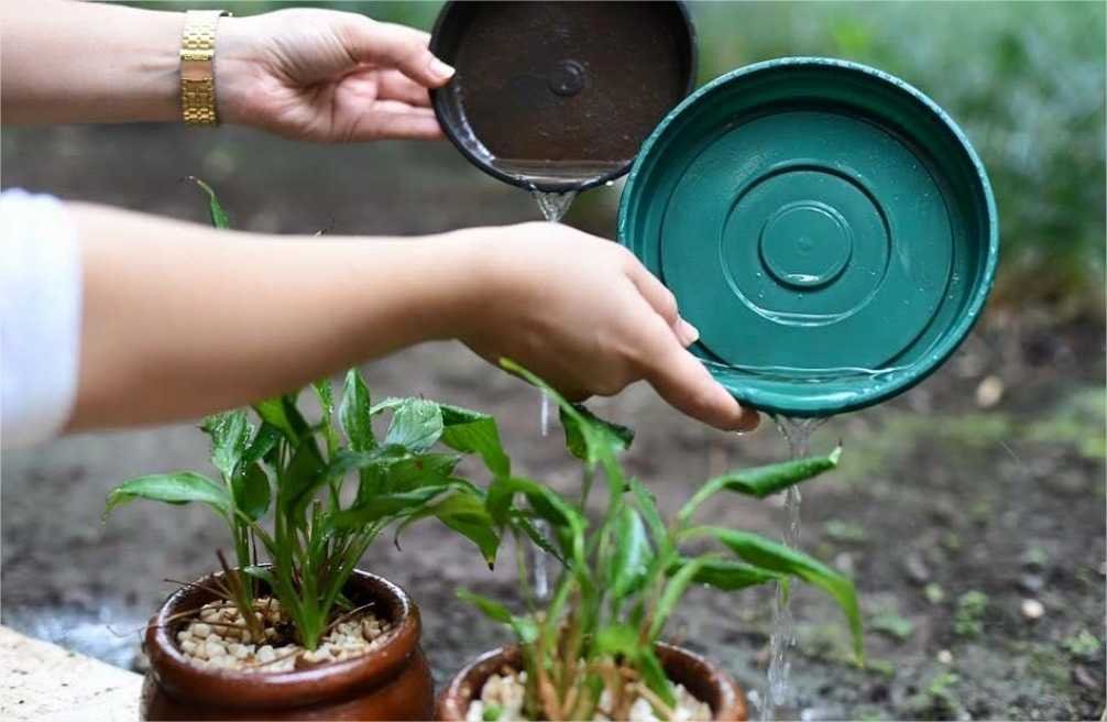 SES orienta municípios a intensificarem combate ao mosquito da dengue; 59 estão em situação de alerta