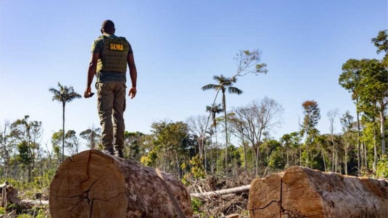 Período proibitivo para exploração do manejo florestal sustentável encerra na próxima segunda-feira (01)