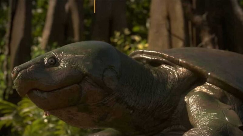 Maturin: conheça a tartaruga gigante da Amazônia de 40 mil anos descoberta por pesquisadores