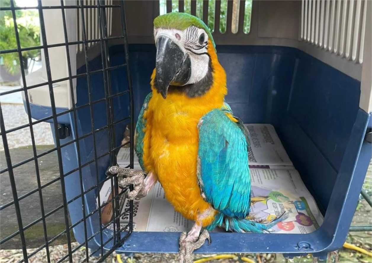 Sema devolve cateto à natureza e entrega arara para guardião após resgate em Guarantã do Norte