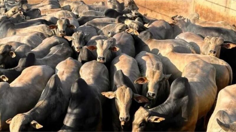 Fazenda de MT surpreende com boi gordo chegando a 22 arrobas