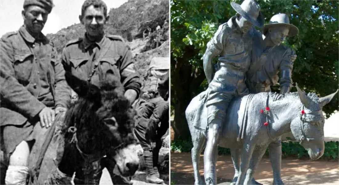 A história do burrinho condecorado por sua atuação na 1ª Guerra Mundial
