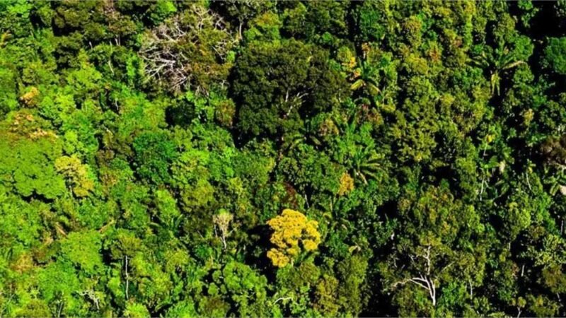 Mato Grosso reduz desmatamento em 74%, aponta pesquisa