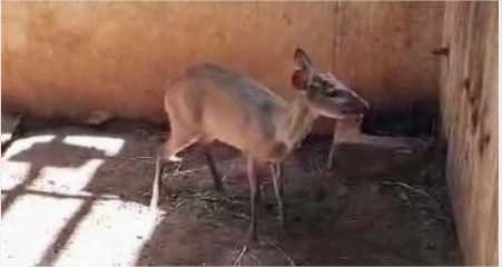 Veado-roxo encontrado amarrado é solto pela Sema em Nova Mutum; veja vídeo