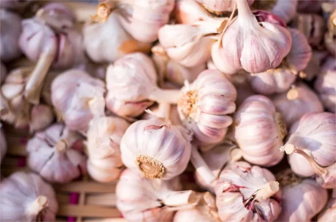 Estudo aponta alimento inesperado que pode acabar com o hálito de alho