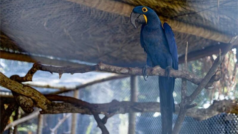 Sema recebeu 356 animais no primeiro trimestre de 2024; 153 já foram soltos