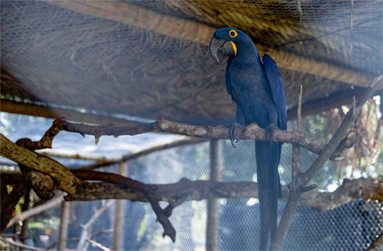 Sema recebeu 356 animais no primeiro trimestre de 2024; 153 já foram soltos