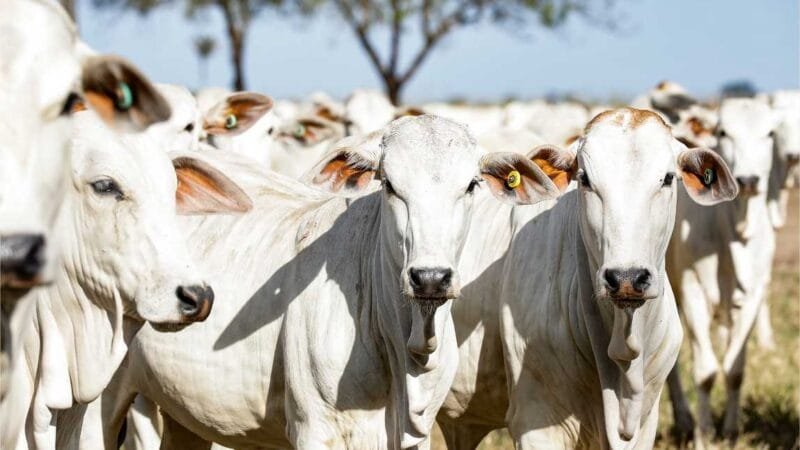 Campanha do Indea para atualização de rebanho começa nesta quarta-feira (1º)