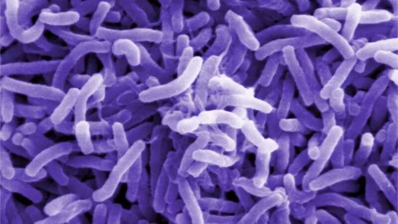 O que se sabe sobre o primeiro caso local de cólera no Brasil após 18 anos