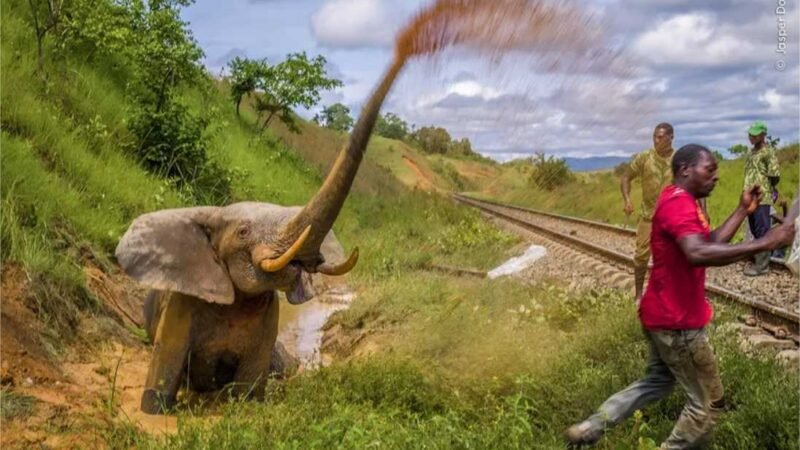 Conheça as histórias surpreendentes por trás de fotos da vida selvagem