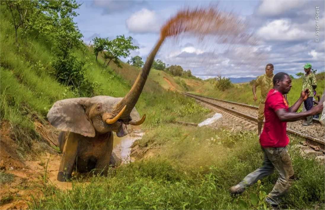 Conheça as histórias surpreendentes por trás de fotos da vida selvagem