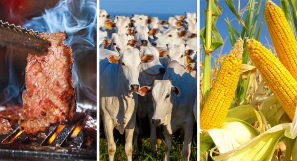Carne bovina e milho são destaques na exportação brasileira