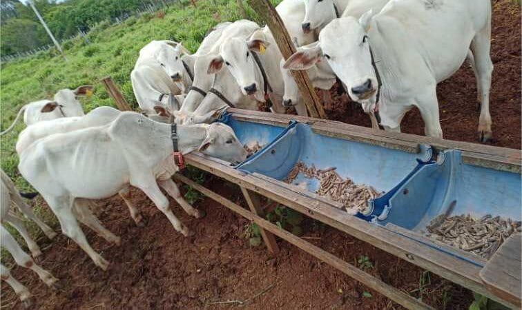 Pesquisadores desenvolvem estudos para melhorar a produtividade e reduzir emissões de metano na pecuária de MT