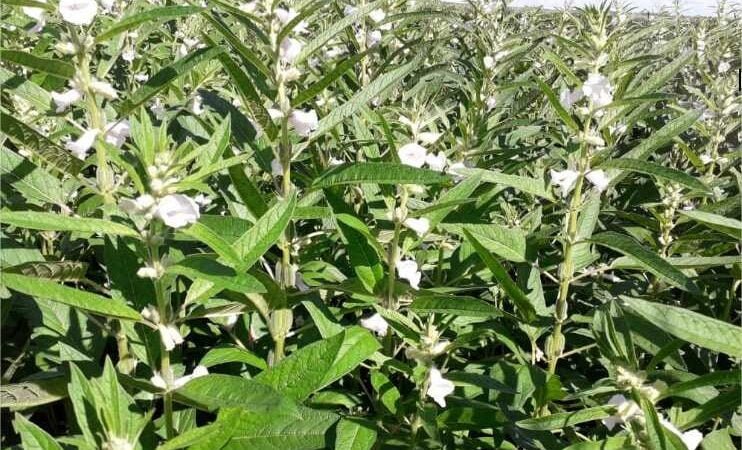 Produção de gergelim deve aumentar 105,8% em Mato Grosso e está acima da média nacional, aponta Conab