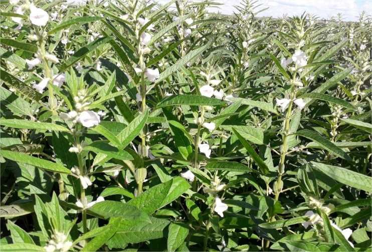 Produção de gergelim deve aumentar 105,8% em Mato Grosso e está acima da média nacional, aponta Conab